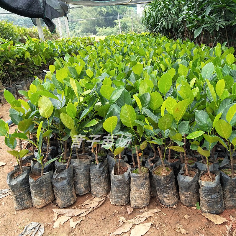 菠萝蜜苗树苗榴莲蜜泰国8号地盆栽嫁接马来西亚1号黄肉红肉果树苗 - 图2