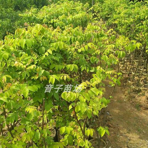 杨桃果树苗台湾四季甜脆红杨桃嫁接树苗南方种植地栽盆栽当年结果 - 图2