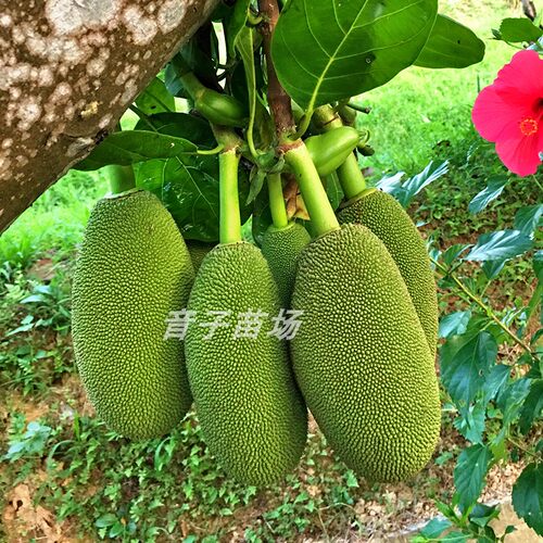 菠萝蜜苗树苗榴莲蜜泰国8号地盆栽嫁接马来西亚1号黄肉红肉果树苗 - 图0