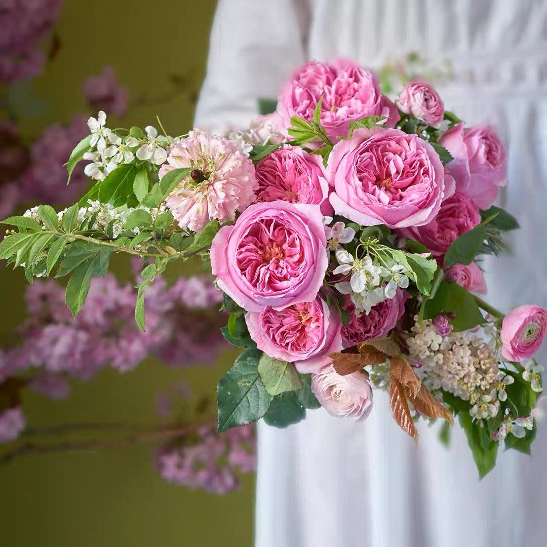 凯丽 奥斯汀中大轮花朵 玫粉色包子 长势旺盛直立抗病多季节月季,淘宝优惠券,粉丝福利购,淘宝优惠卷