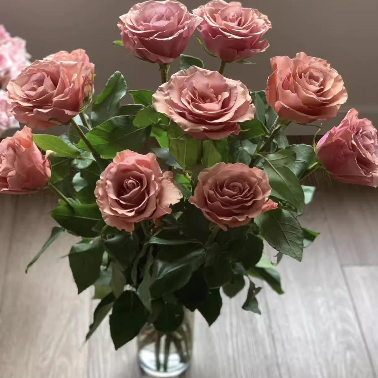 莫泊 新品厄瓜多尔玫瑰 云南切花月季小苗 长势快抗病好 阳台庭院 - 图0