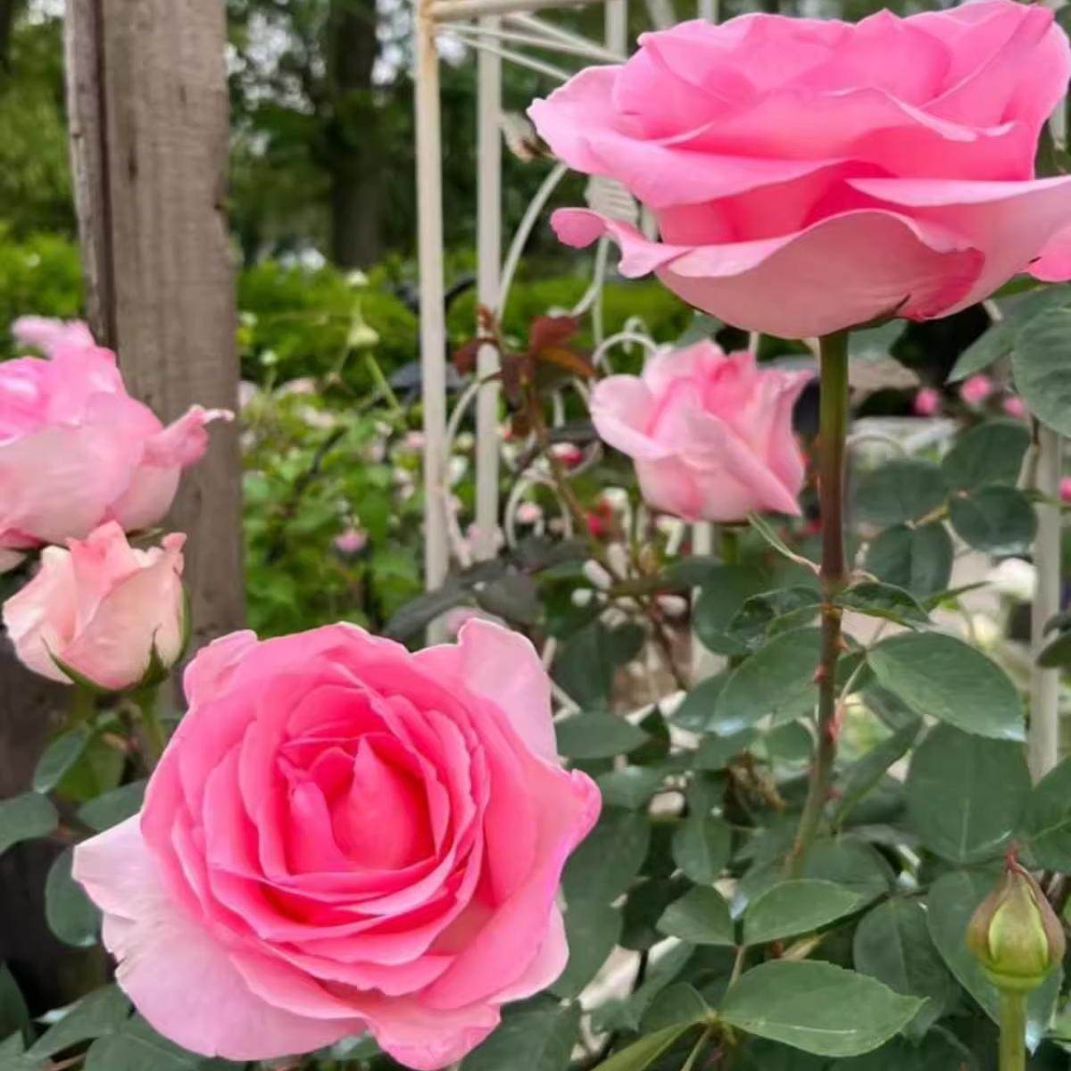 伟大世纪 粉色超大花 四季勤花阳台庭院植物盆栽仙女月季花苗,淘宝优惠券,粉丝福利购,淘宝优惠卷