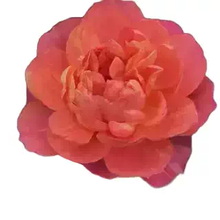 清棚特价 画沙果汁中苗不售后不包活不参加满五送慎拍 一加仑中苗,淘宝优惠券,粉丝福利购,淘宝优惠卷