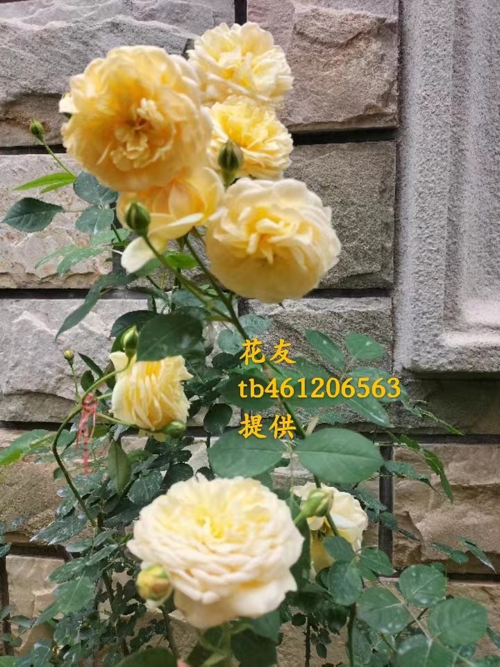 黄金庆典中苗  藤本月季 多季开花特大花浓香爬藤植物玫瑰花盆栽,淘宝优惠券,粉丝福利购,淘宝优惠卷