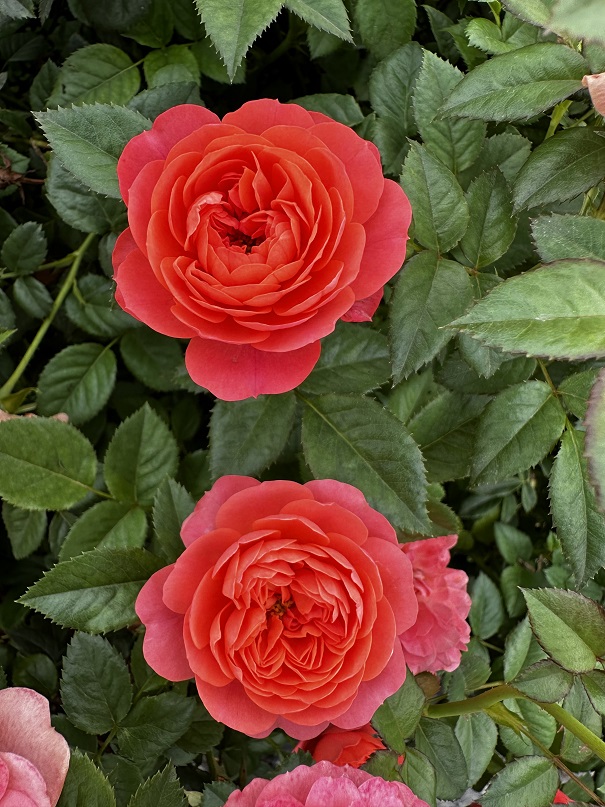 红果汁月季花小苗丰花勤花抗病耐热好养阳台楼顶绿植开花机器-图2