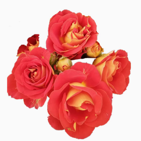 双鱼座/二乔中苗 复色多头四季勤花 阳台抗病好养耐热扦插盆栽,淘宝优惠券,粉丝福利购,淘宝优惠卷