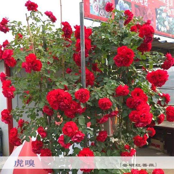 鲁硕红中苗藤本月季花苗爬藤多花红花卉多季开大花浓香植物抗病强,淘宝优惠券,粉丝福利购,淘宝优惠卷