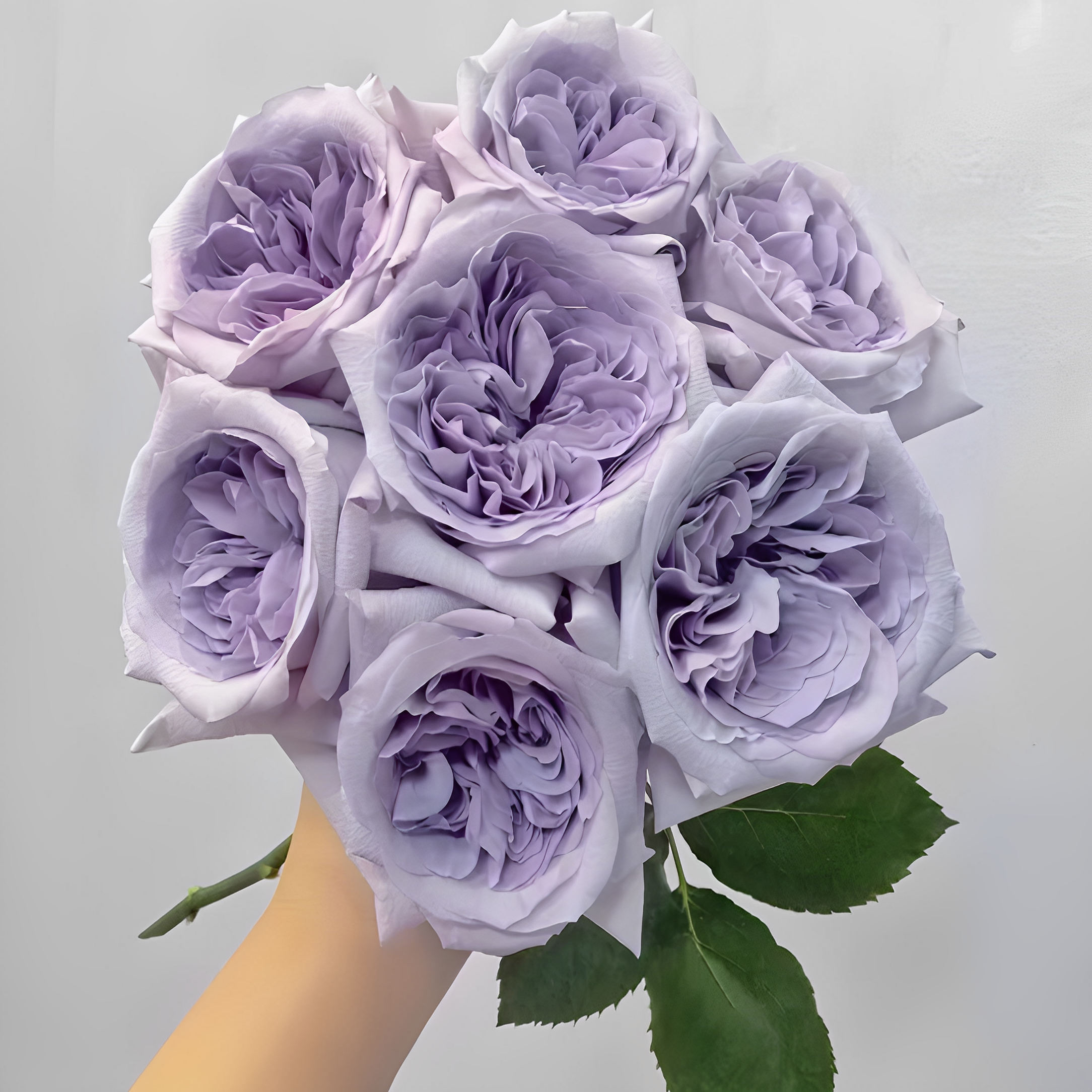 紫荔枝小苗勤花丰花云南切花 - 图0