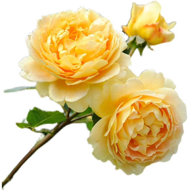 黄金庆典中苗  藤本月季 多季开花特大花浓香爬藤植物玫瑰花盆栽,淘宝优惠券,粉丝福利购,淘宝优惠卷