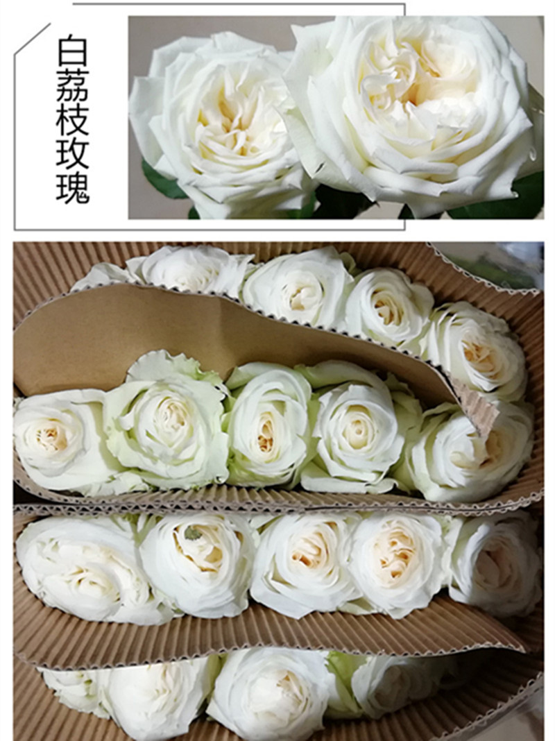 白荔枝新品种切花果香浓香月季玫瑰绿植盆栽-图1