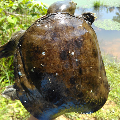 山河星水库老鳖野鳖黑花活甲鱼黄花甲鱼水鱼团鱼闽三明清流九龙湖 - 图0