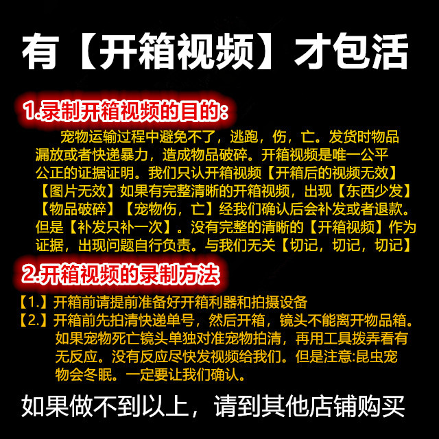 【萌宠】中扁锹甲成虫活体宠物昆虫甲虫非独角仙包邮开箱视频包活 - 图2