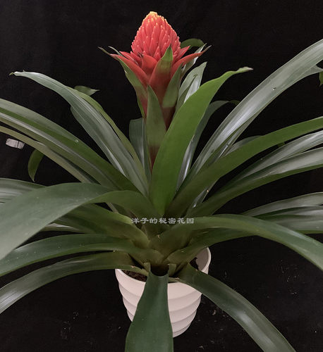 鸿运当头火炬大小红星凤梨卡丽盆景庆典开张招财盆栽净化空气花卉 - 图3