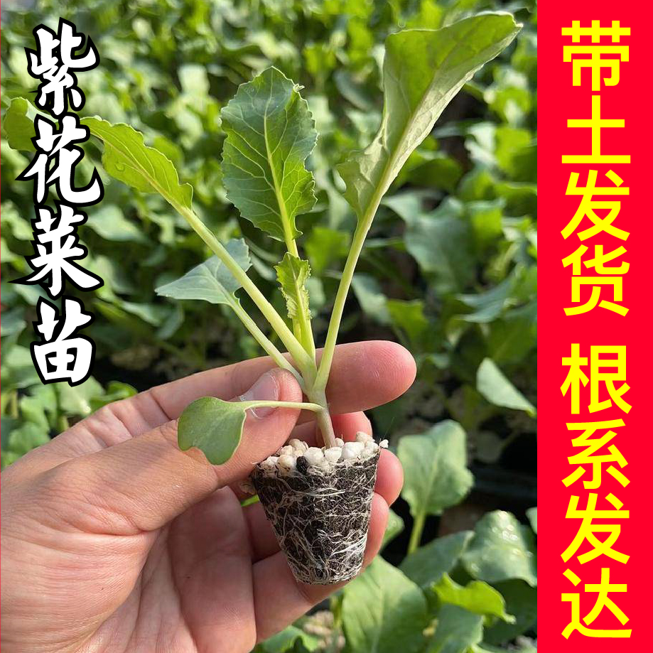 紫晶一号花菜苗秧四季春秋盆栽西兰花有机花菜种子穴盘根系发达-图1