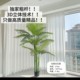 Simulated plant sibirica, phoenix phoenix, simulated potted plant