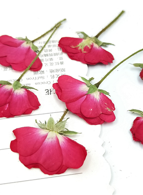 月季花压花干花书签材料植物标本