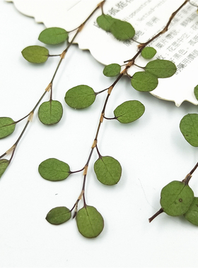 千叶吊兰标本植物叶片干花押花