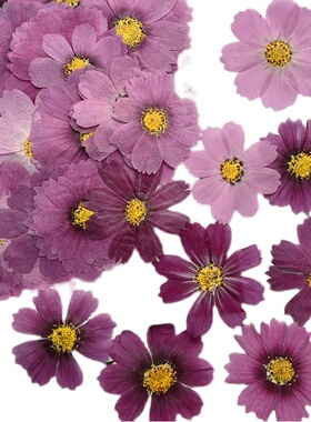 格桑花波斯菊节日礼品