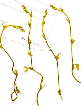 植物标本植物标本树叶