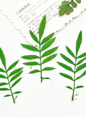植物标本树叶标本树叶