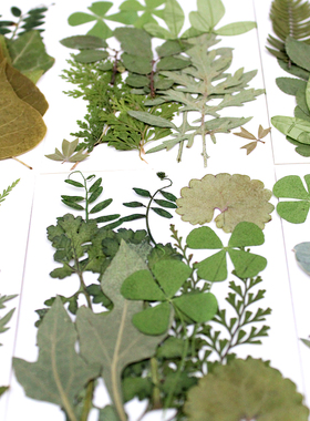 绿叶12片组合包材料押花植物标本