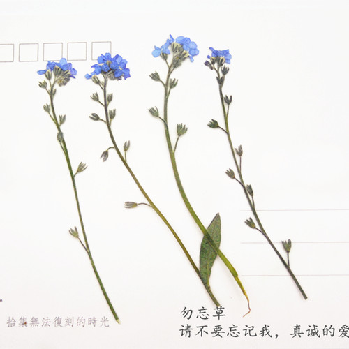 勿忘草带枝 押花压花干花 滴胶干花手机壳 植物教学标本 12支装 - 图2
