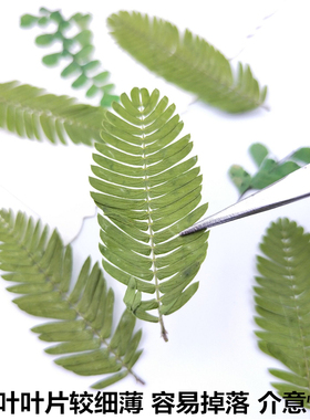 植物标本植物标本树叶