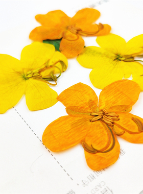 决明子干花押花植物标本压花