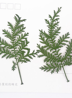 青蒿押花干花天然水晶植物标本