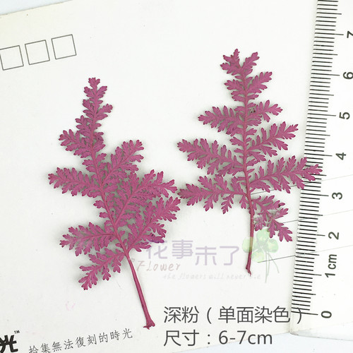 青蒿松 蒿叶染色 干花押花滴胶手机壳材料 diy植物教学标本12片装 - 图3