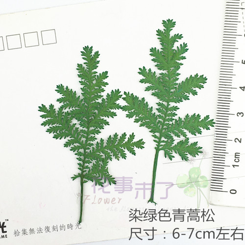 青蒿松 蒿叶染色 干花押花滴胶手机壳材料 diy植物教学标本12片装 - 图2
