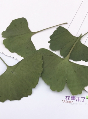 银杏叶押花压花干花10教学片装