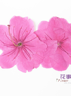 干花材料植物标本压花