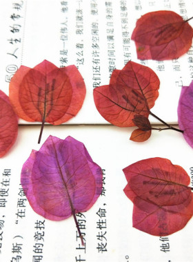三角梅干花押花手工植物标本香薰