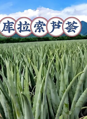 碧藕眼霜抗皱紧致抗衰改善暗沉第一名淡化细纹提拉紧致正