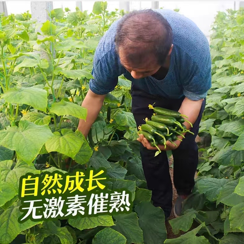 寿光蔬菜水果黄瓜生吃脆新鲜5斤青瓜荷兰当季无刺小黄瓜现摘包邮