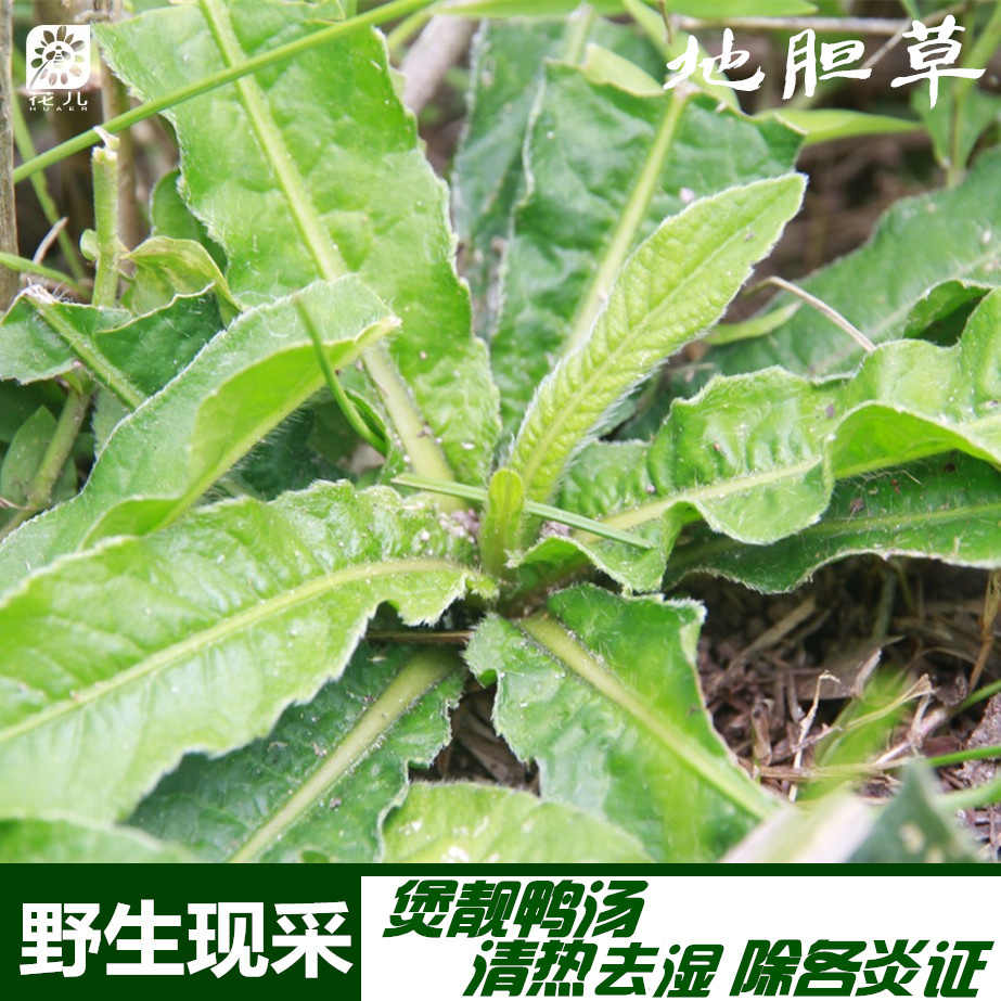 地胆头草 新人首单立减十元 21年11月 淘宝海外