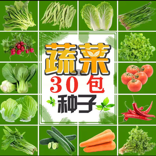 蔬菜种孑农家辣椒番茄黄瓜盆栽西红柿韭菜香菜四季菜种籽大全种子 - 图0