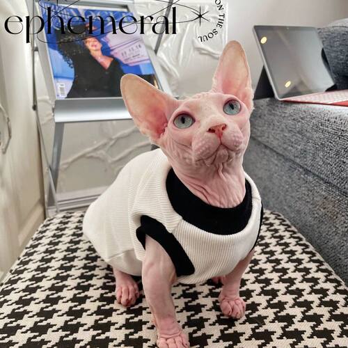 奶油是只无毛猫斯芬克斯德文宠物猫咪衣服纯棉无毛猫背心弹力包邮 - 图1