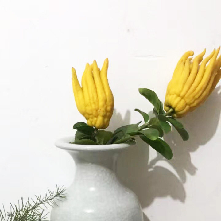 金华佛手果连枝佛手带枝条佛手花道瓶供清供插