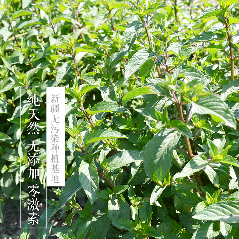 清爽补水提神收敛毛孔 包邮 500ml 新疆伊犁 薄荷纯露饱和花水 清爽补水提神收敛毛孔 包邮 500ml 新疆伊犁 薄荷纯露饱和花水