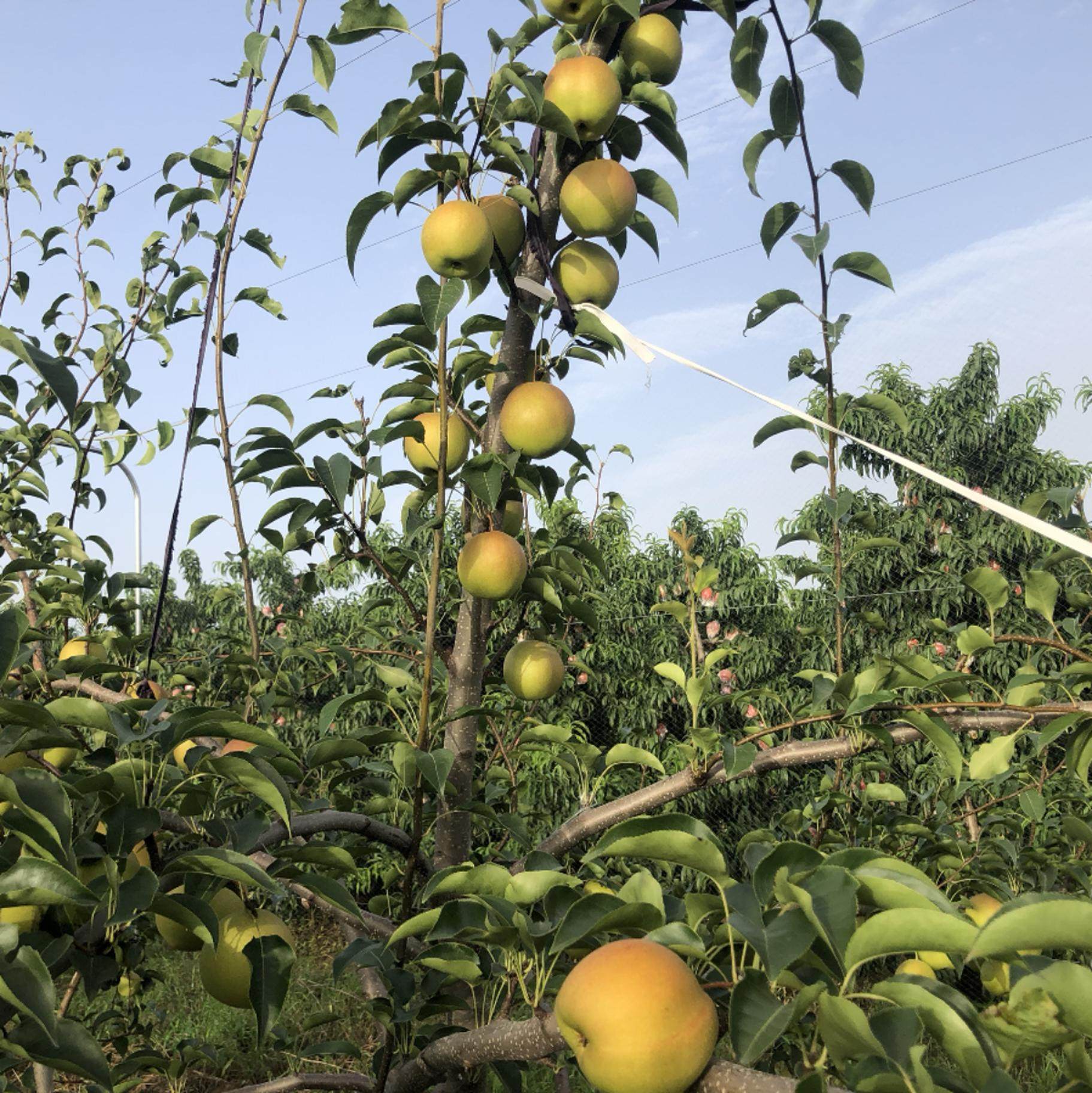 有机兔粪  脆甜无渣 梨中贵族,淘宝优惠券,粉丝福利购,淘宝优惠卷