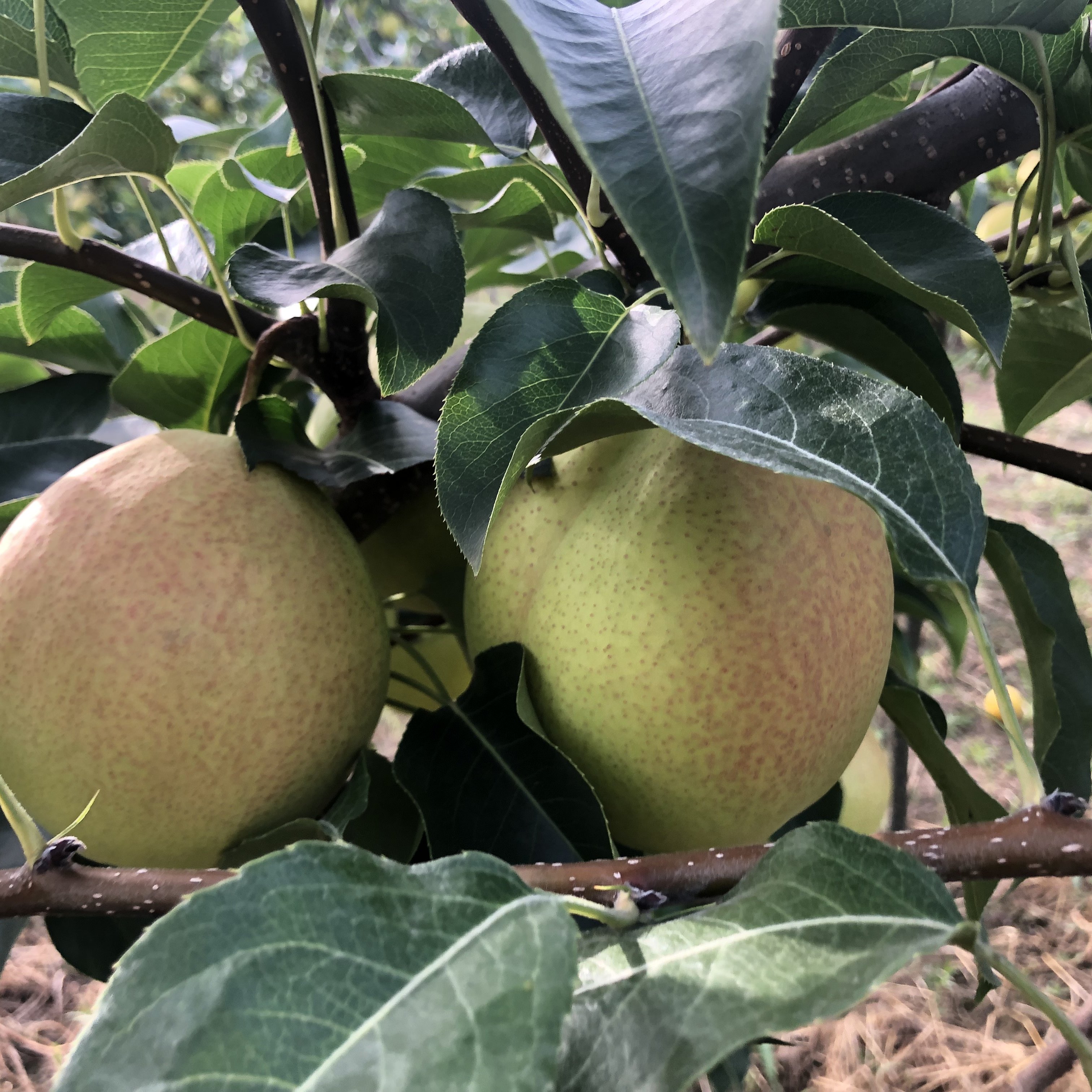 有机兔粪  脆甜无渣 梨中贵族,淘宝优惠券,粉丝福利购,淘宝优惠卷