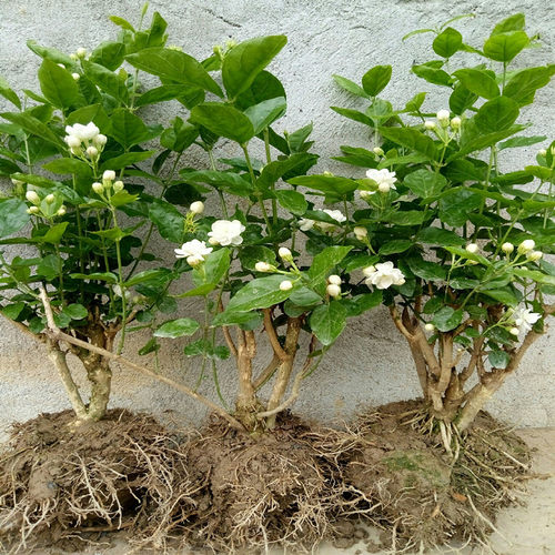 横县重瓣茉莉花盆栽四季绿植花卉老树桩花苗室内好养的花开花不断 - 图0