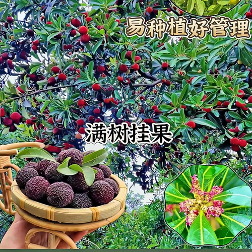 正宗东魁杨梅树嫁接苗纯甜大果杨梅树苗南北方盆栽地栽四季种植 - 图3