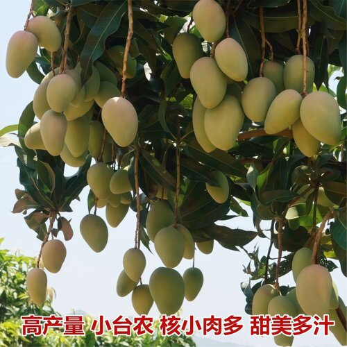 海南小台农芒果苗正宗嫁接芒果树苗当年结果阳台庭院盆栽芒果树苗 - 图2
