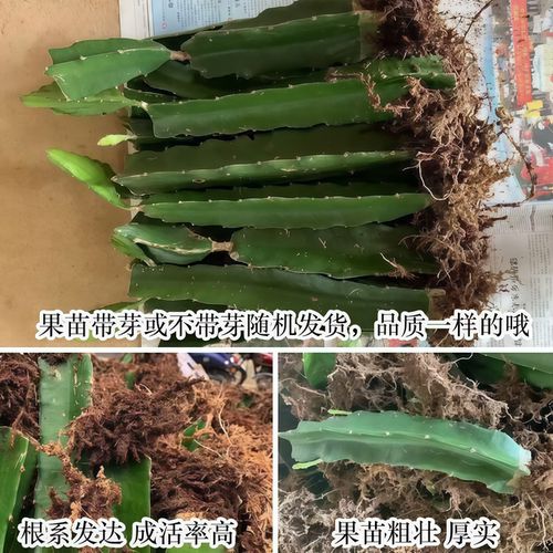 火龙果树苗红心火龙果苗四季结果火龙果苗阳台盆栽南北方庭院种植 - 图1