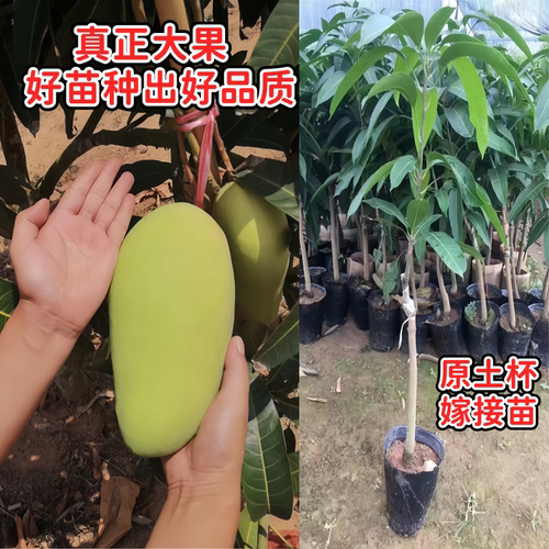 金煌芒果树苗正宗嫁接苗当年开花结果大金芒果苗南方阳台庭院盆栽 - 图0