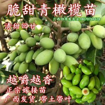 Sweet Olive Fruit Sapling Green Olive marry Miao pure sweet back to the year results South Courtyard Potted Plant Planted