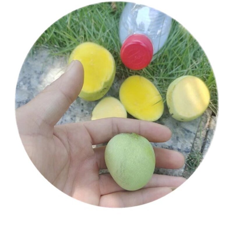 鸡蛋芒果苗皮薄蜜甜椰香芒果树嫁接苗南北方庭院阳台盆栽常绿果树,淘宝优惠券,粉丝福利购,淘宝优惠卷